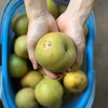 ふぞろいの梨（幸水） 千葉県船橋市のあま～い梨！  