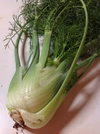 有機フェンネル1株【少量お試し】