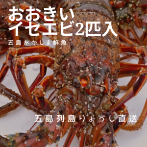 【在庫限りで終了！】五島あかしまの伊勢海老2匹入り（約1kg）五島漁師直送