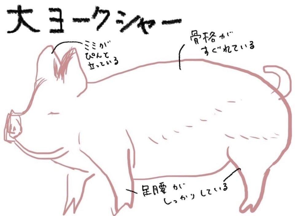 豚肉が霜降りに 知る人ぞ知る デュロック純粋肉豚 をつくる方波見親子に会ってきました 農家漁師から産地直送の通販 ポケットマルシェ