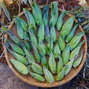 採れたて ふきのとう 