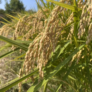 和歌山産　キヌヒカリ玄米　令和7年産