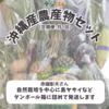 【定期】自然栽培を中心にした農産物セット