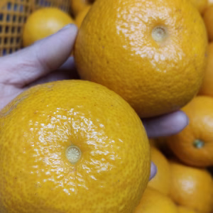 木なり八朔【ヘタなし】 3.5kg（箱込）