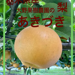 　あきづき　5kg14個〜12個入り　栃木県産大野果樹農園の梨
