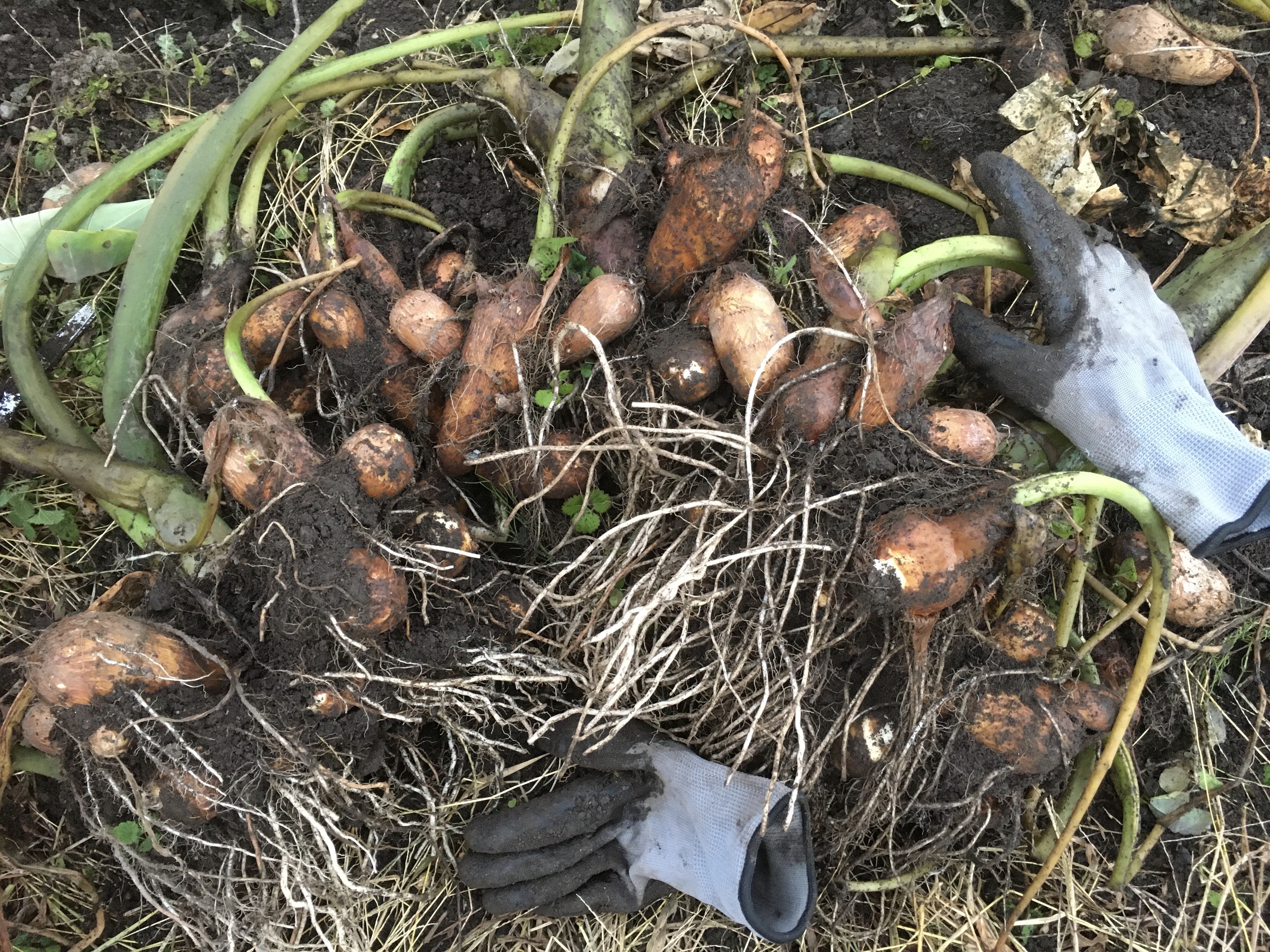 土付き里芋農薬不使用コンパクト - 野菜