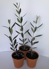 【観賞用のオリーブ苗木】レッチーノ_9cmポット３ケ