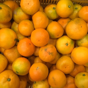 紀州 和歌山産   ゆら早生 みかん