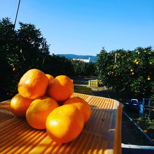 嘉久蔵様専用ページ!【地元で大人気！】味の特選 プロが選別した田口早生完熟みかん