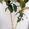 ［在庫］　フィカス　バーガンディ　観葉植物　大型　室内　ゴムの木
