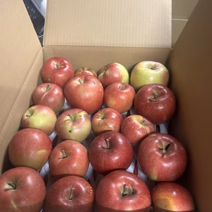 サンフジ　ジュース加工用　10キロ　バラ詰め