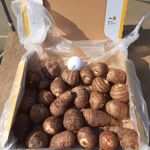 美肌＆デトックス効果抜群❣　里芋(土垂)Ｓサイズ　おまけ付き　2点限り❕