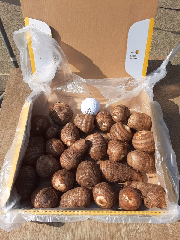 美肌＆デトックス効果抜群❣　里芋(土垂)Ｓサイズ　おまけ付き　2点限り❕