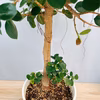 ［在庫］　パンダガジュマル 8号　室内　レア　ゴムの木　多幸の木