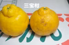 【農薬不使用】夏みかんと減農薬三宝柑　全国送料520円