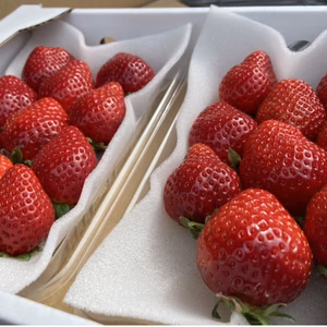 八女の清らかな水が育てる自慢の福岡産あまおう2Lサイズ