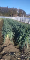 太すぎ！土と根付き長ネギ（箱込み５キロ）
