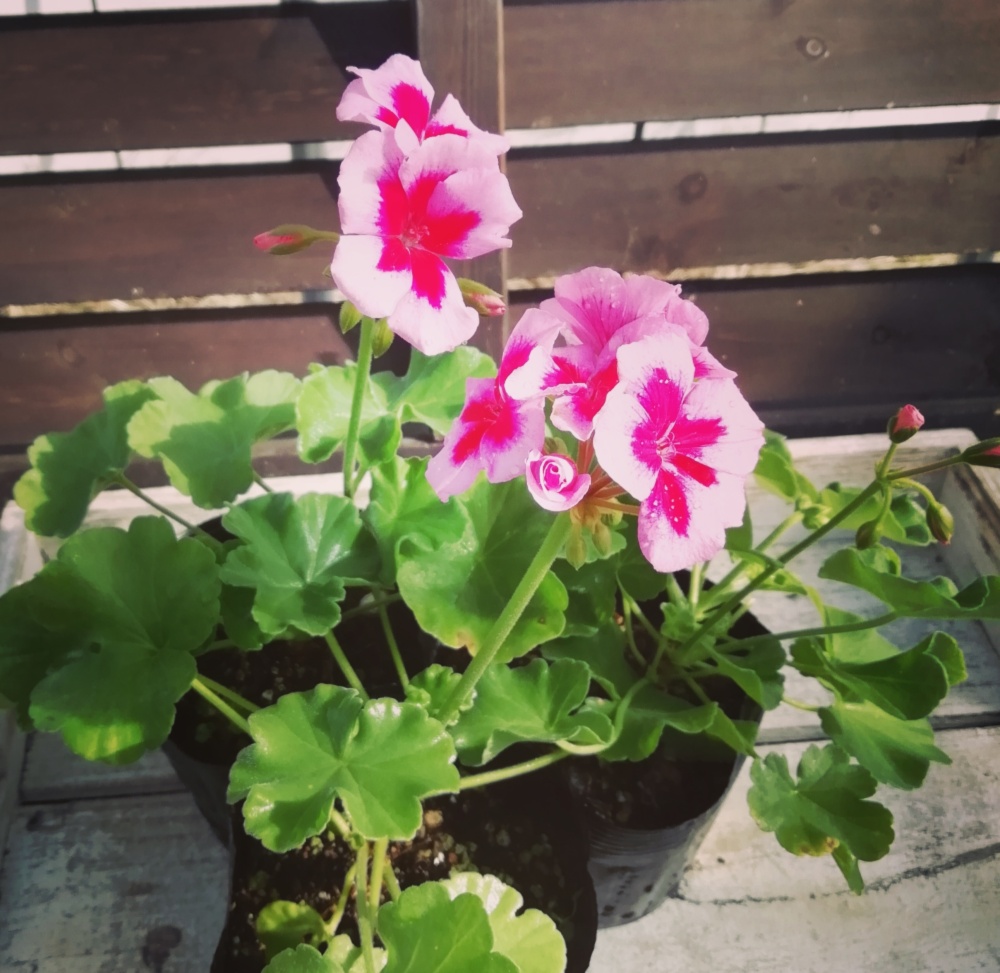 ハイブリッドゼラニウム カリオペ ダークレッド ローズスプラッシュ10 5センチ 農家漁師から産地直送の通販 ポケットマルシェ