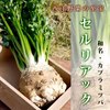 シェフいちおしの西洋野菜『セルリアック』☆葉付き