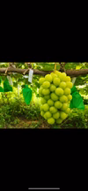 福島県会津産シャインマスカット