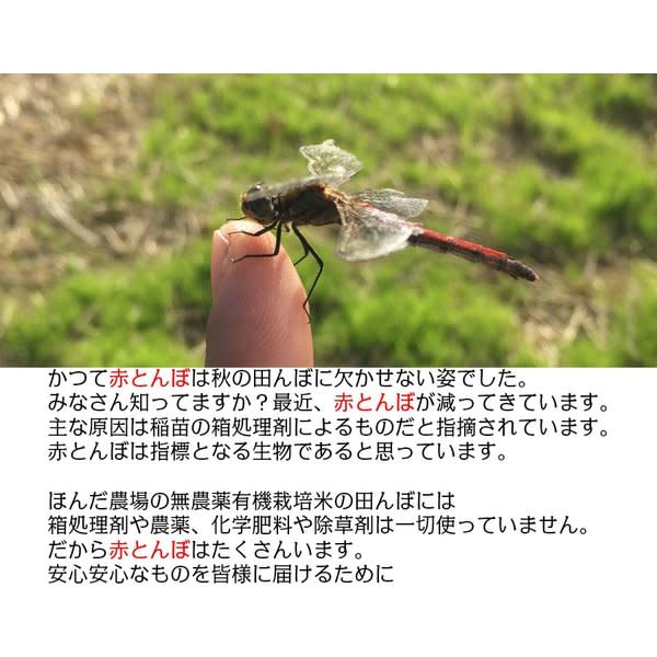 令和4年産 新米 2kg〜30kg ゆめみづほ 白米・5分づき精米・玄米対応｜米・穀類の商品詳細｜ポケットマルシェ｜産直(産地直送)通販 -  旬の果物・野菜・魚介をお取り寄せ