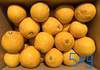 【数量限定】超希少柑橘！爽やかジューシー！サザンイエロー！