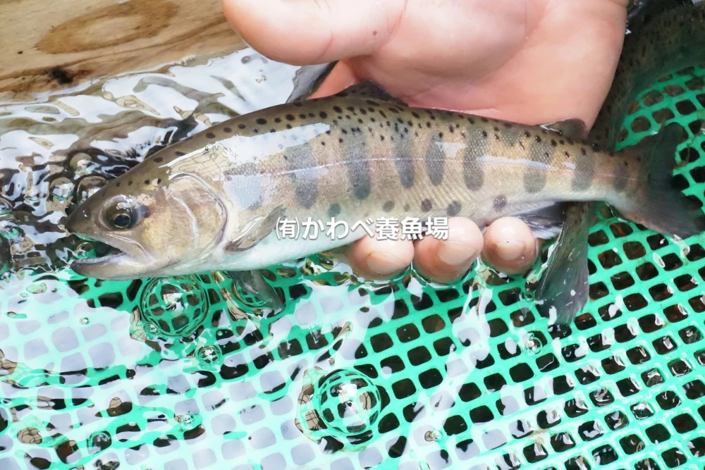 楽しみかた色々　阿蘇から届く　かわべの湧水やまめ　特大サイズ10匹～