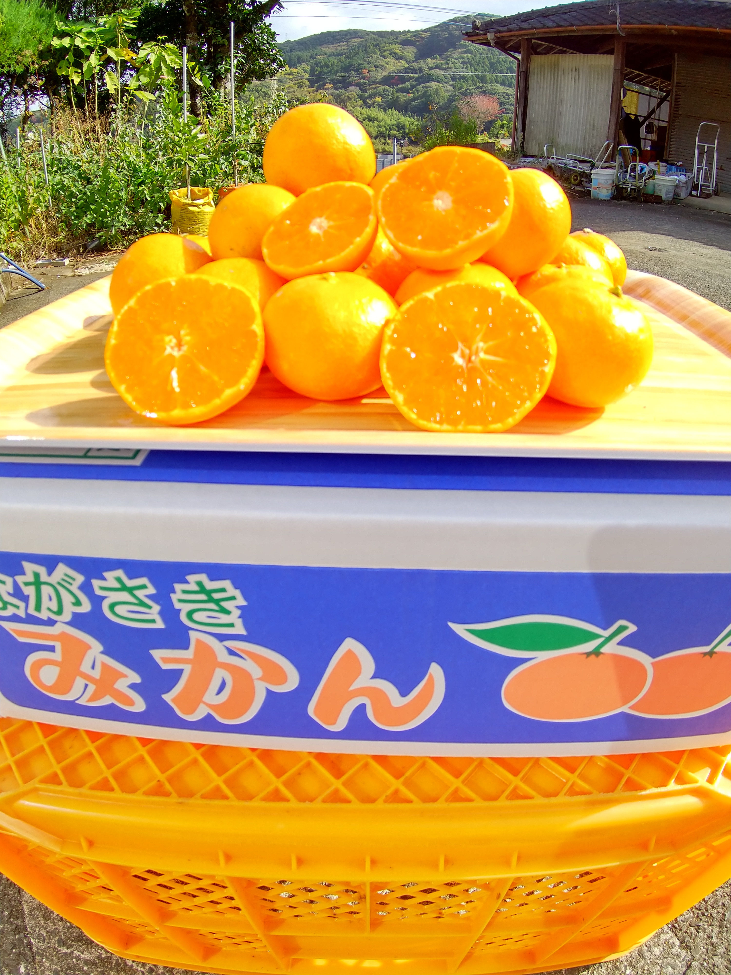 長崎の【完熟小玉】原口早生みかん(5kg)｜みかんの商品詳細｜ポケット