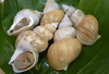 旨さ倍付け　白バイ貝♪お買い得(小サイズ)