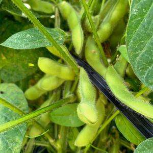 ＜クール便＞京都　夏黒豆えだ豆　自然栽培枝豆　農薬・化学肥料・除草剤不使用