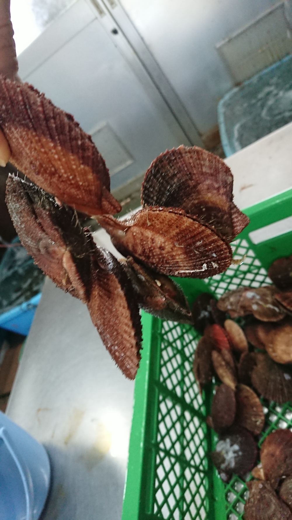 活 剥き身あかざら貝 農家漁師から産地直送の通販 ポケットマルシェ