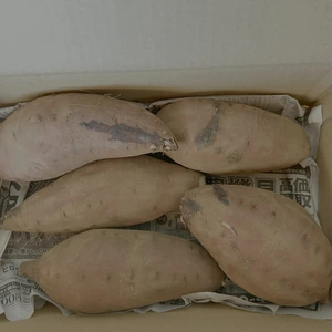 期待の新品種❣️ホクホク【栗かぐや】ちょっと大きめサイズL〜2L