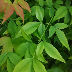 観賞用南天の葉つき（5本）❗子供に食べさせたい野菜✨✨ばぁばの野菜❗❗✨✨
