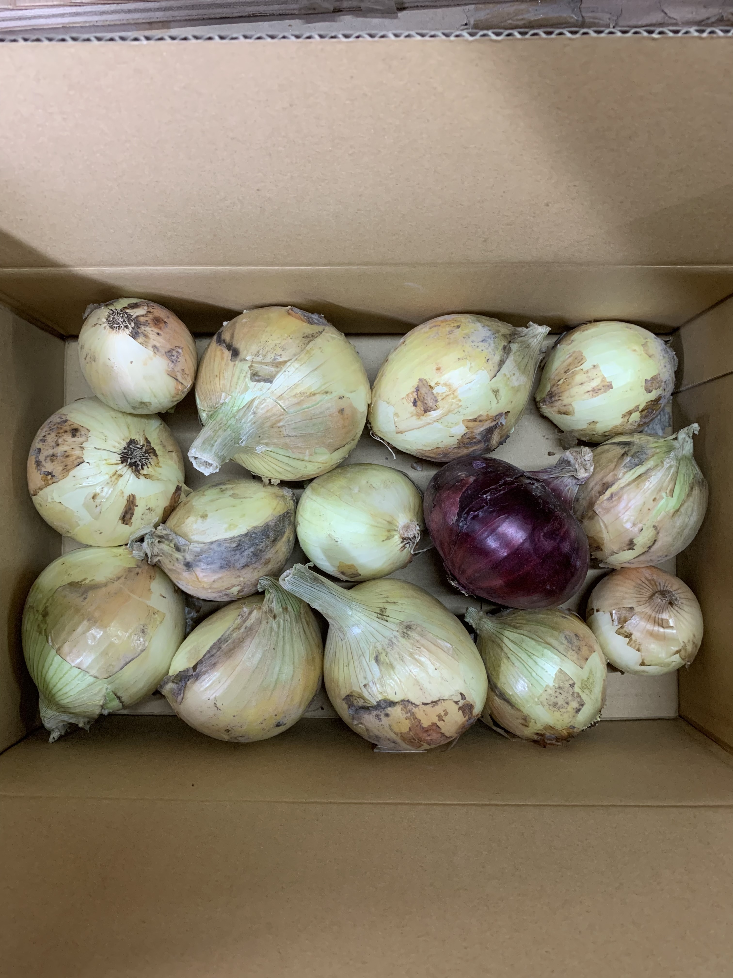 バースデー 記念日 ギフト 贈物 お勧め 通販 野菜 玉ねぎ 新玉ねぎ3kg シャーロットオニオン 淡路島極熟玉葱 今が旬 産地直送