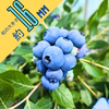 【小粒】食べたらわかる！甘くて大きなブルーベリー！