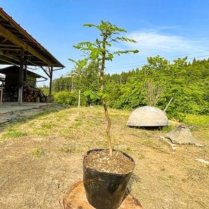 【天然物・ご家庭でお試し栽培】山椒の苗木 1ポット