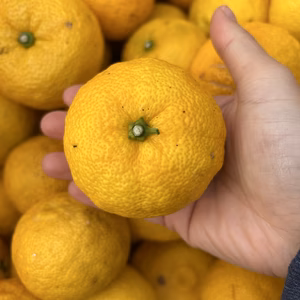 【特別栽培】　ゆず（柚子）