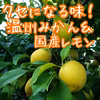 くせになる味！温州みかん＆国産レモン　