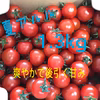 【川上農園】夏アルル ミニトマト 1.3kg 茨城県産 甘み重視