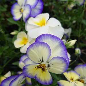 食べるお花‼️✨ エディブルフラワーセット✨