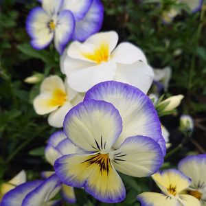食べるお花‼️✨ エディブルフラワーセット✨