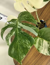 モンステラボルシギアナ　斑入り　②