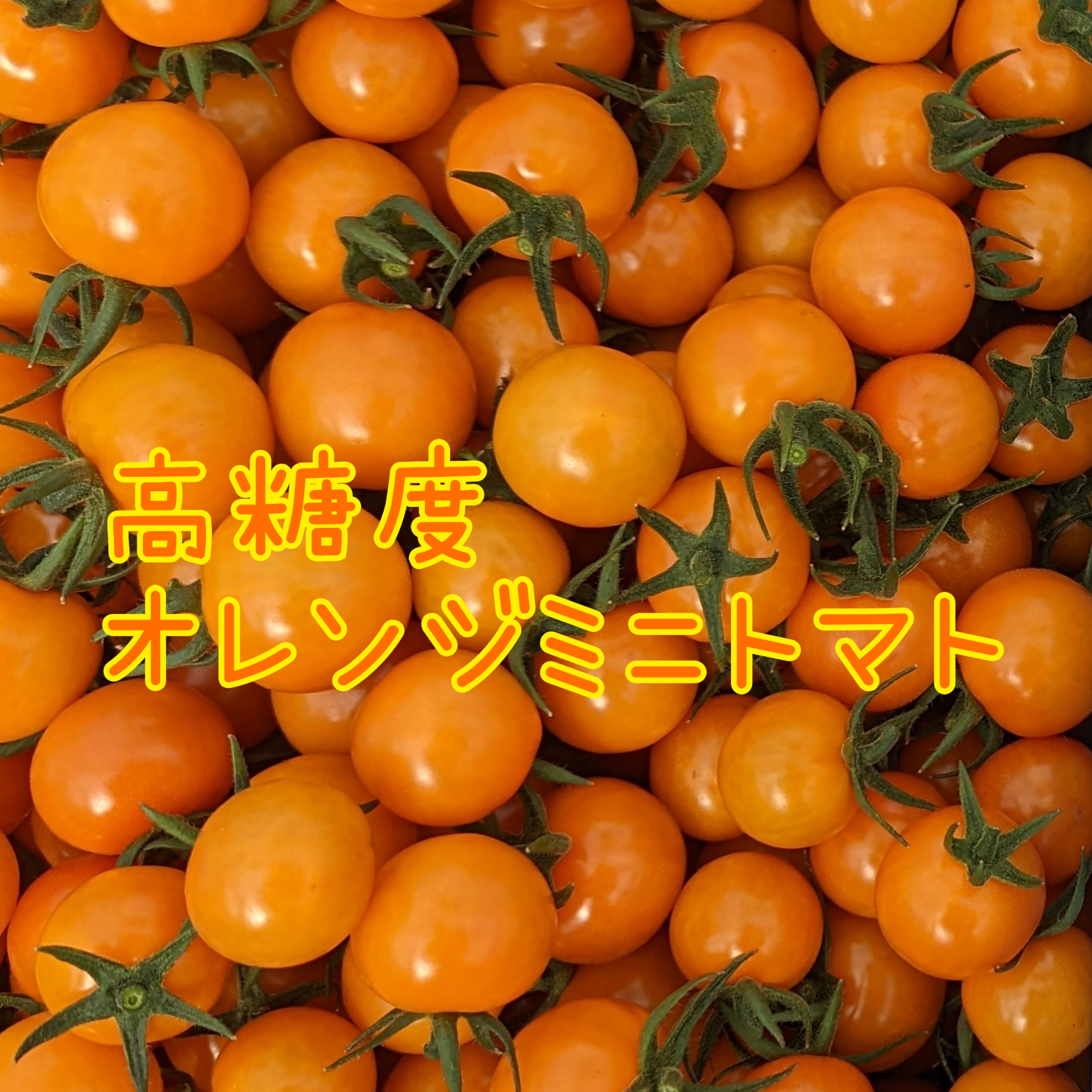 ☆2024年☆サンオレンジ☆新規就農26歳が作るミニトマト｜野菜の商品