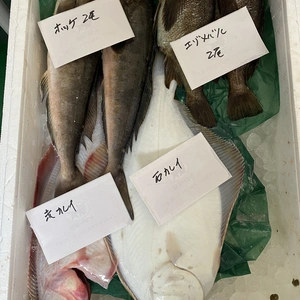 11日水揚げ‼️ショウゴのお楽しみ鮮魚ガチャセット　