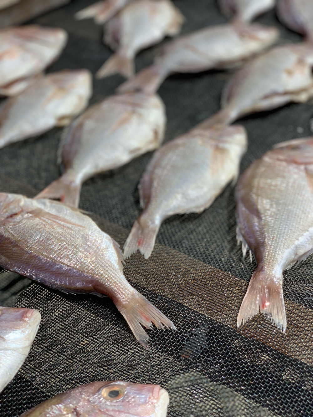 買うほどお得 鯛めしにも 小鯛 春子 の干物 農家漁師から産地直送の通販 ポケットマルシェ