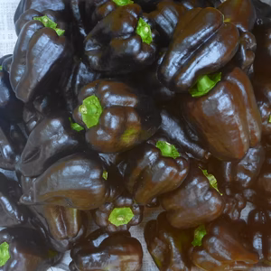 カラフル野菜祭りだよ－！旬の野菜セット～農薬/化学肥料・不使用