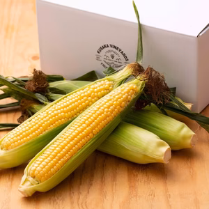 フルーツコーン 味来【朝採り】5本