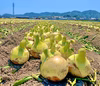 今しか食べられない！淡路島産新玉ねぎ(5kg)