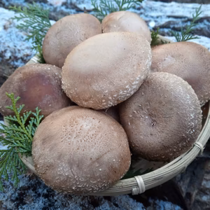 真冬でも原木しいたけ