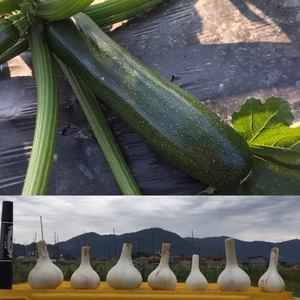 セットでお得❗️ シフクノにんにくズッキーニ